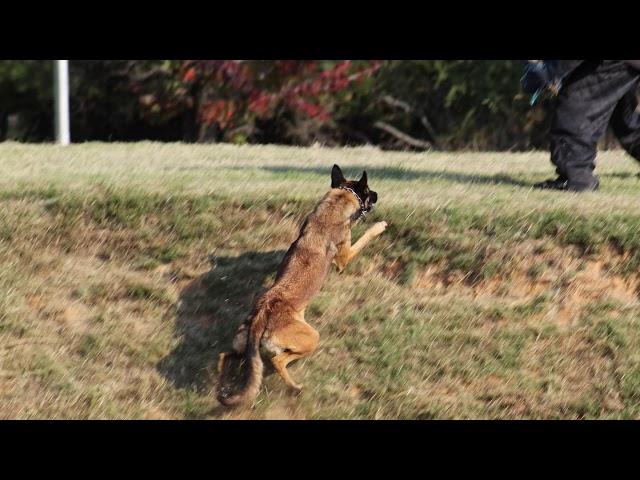 Trained Belgian Mallinois Protection Dog Doing Manwork With Her Handler