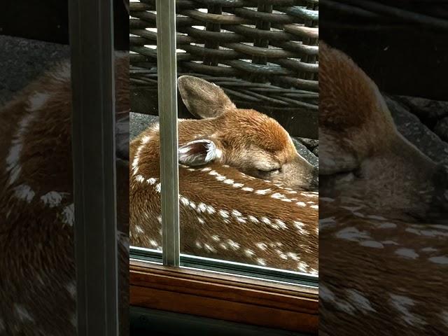 Fresh from God ️ This little gem was born this morning on a friends deck#wildlife#babyanimals #joy