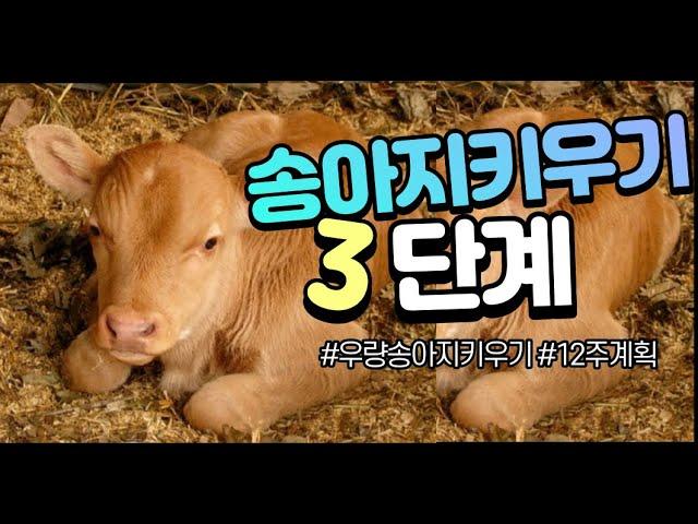 우량송아지 키우기를 위한 3단계 12주 계획