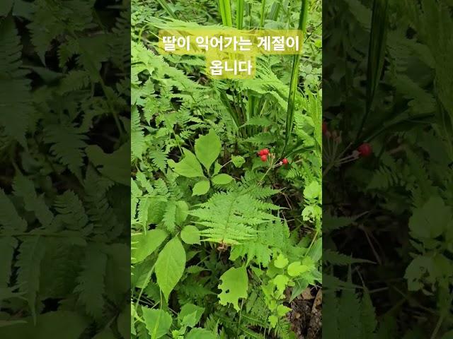 붉게  익은 딸의 계절이 옵니다