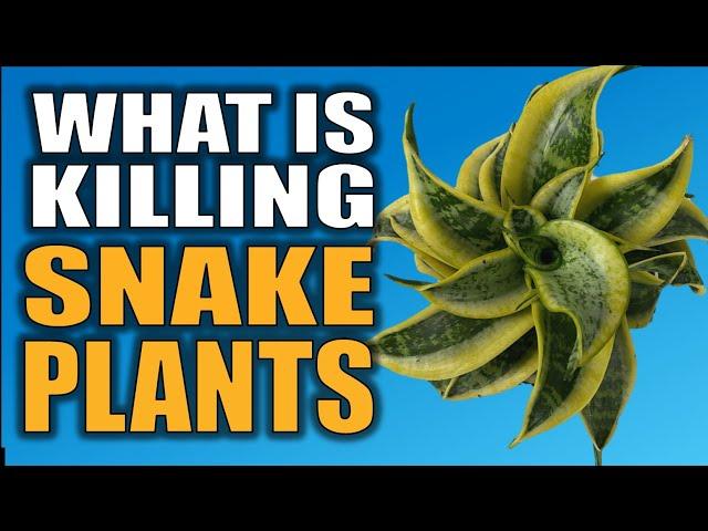 How You’re Killing your Snake Plant