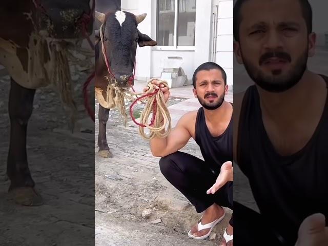 Rajab butt funny seen #cow #cowsloverz #subscribemyyoutubechannel #season2025