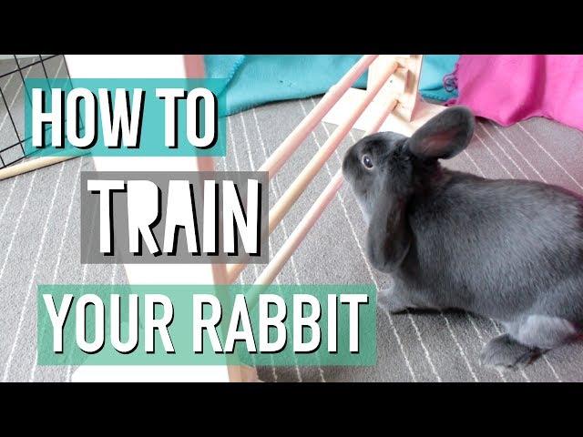 How To Teach Your Rabbit Tricks