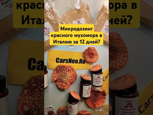 Микродозинг красного мухомора в Италию за 12 дней? #микродозингмухомора #ежовик #Италия