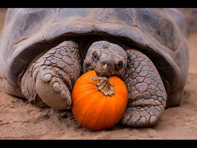 Halloween Party For Galápagos Tortoise Seniors