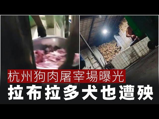 【黄標2B】杭州狗肉屠宰場曝光！拉布拉多犬也遭殃！小狗屠夫當眾剝皮惡言相向！23/11/2024