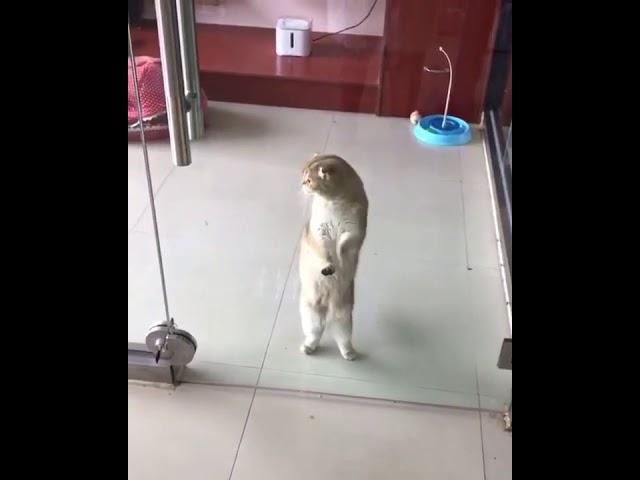 Dancing Cat Mii Song
