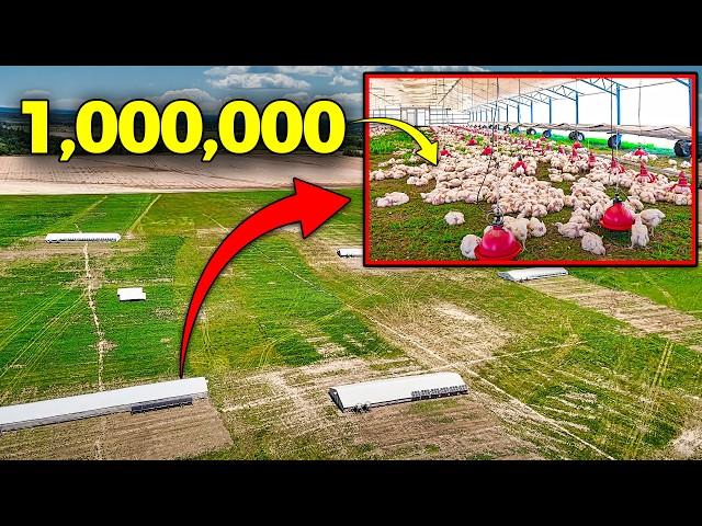 Raising Over a MILLION Chickens a Year | Pasturebird Farm Tour