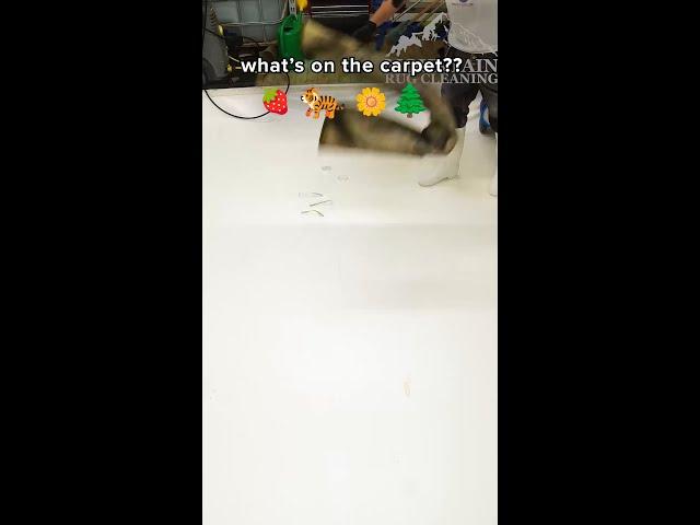 what do we think is below the dirt   trees? flowers? cute animals?? #springcleaning #rugcleaning