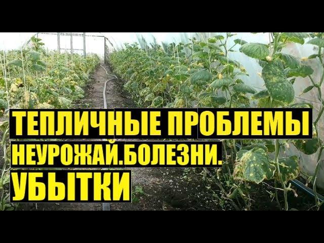 ПЕЧАЛЬНЫЙ ОПЫТ. Огурец второй оборот.