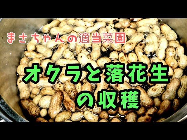 オクラと落花生の収穫【 まさちゃんの適当菜園 】茹でピーナッツで晩酌