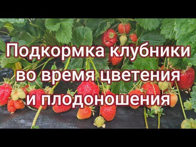 ПОДКОРМКА КЛУБНИКИ ВО ВРЕМЯ ЦВЕТЕНИЯ И ПЛОДОНОШЕНИЯ