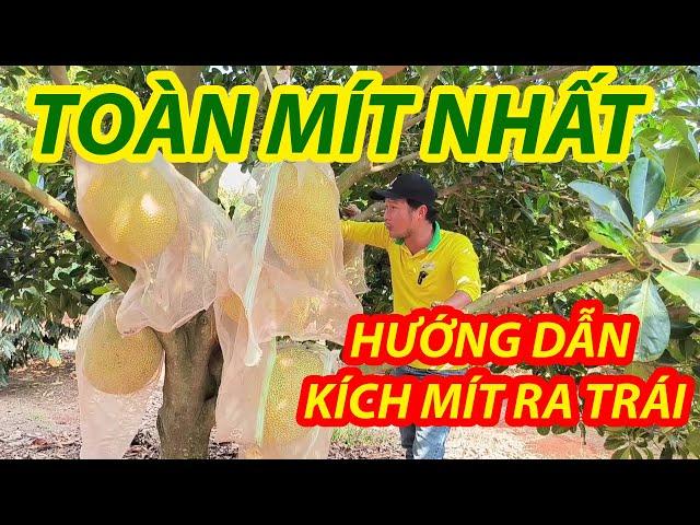 MÍT RUỘT ĐỎ INDO LÀM TRÁI BÁN THÁNG 7 khi nào làm được? Hướng dẫn kỹ thuật làm bông mít ruột đỏ