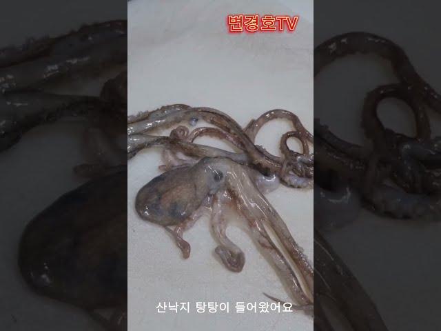 중국산 산낙지 두마리 16000원 탕탕이  국내산 낙지는 너무 비싸