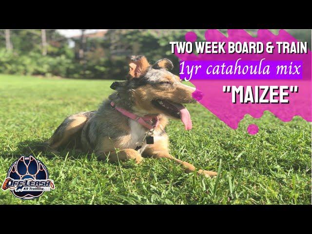 Maizee | 1yr Old Catahoula/Aussie Mix | Florida Dog Trainers