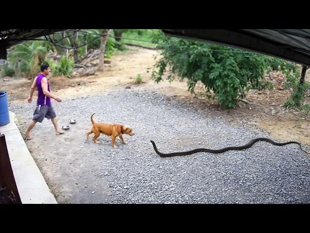 65 ANIMAIS HERÓIS QUE SALVARAM VIDAS HUMANAS