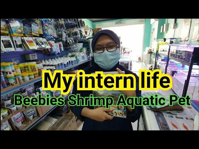 My intern day at Beebies Shrimp Aquatic Pet 我在这里实习的日子..呵呵呵