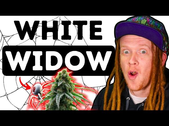 White Widow: Truth Behind the Legendary Strain