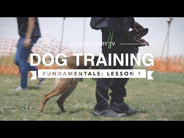 DOG TRAINING FUNDAMENTALS: LESSON 1