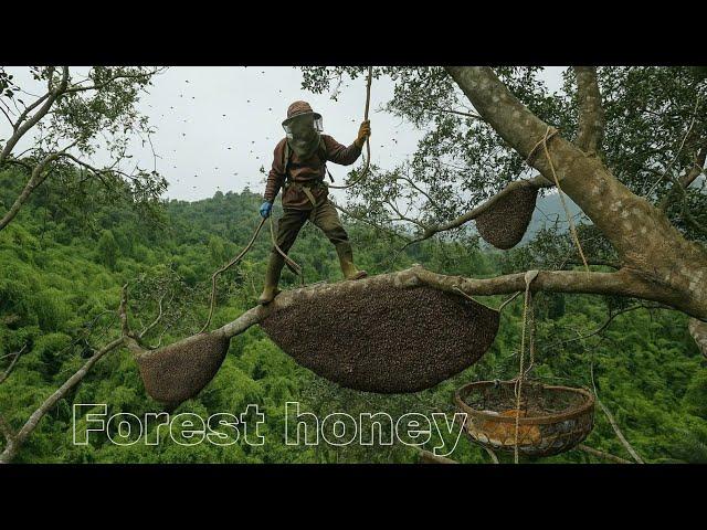 tree climbing skills without fear of heights harvesting honey from the smallest branches
