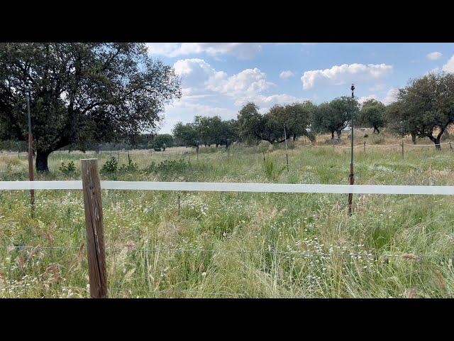 Irrigation for the Miyawaki forest