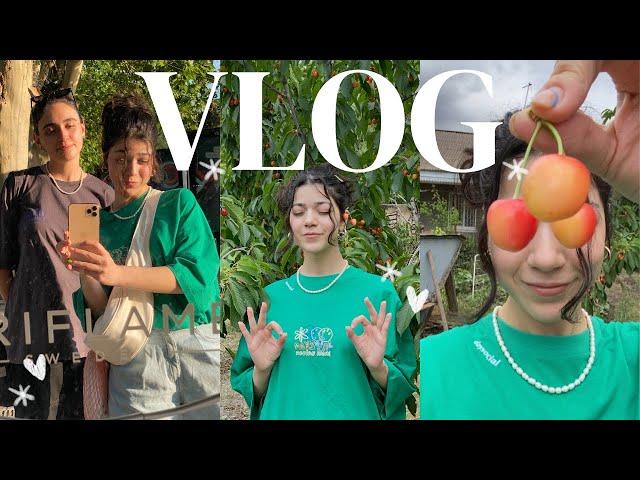 VLOG  Պաշտպանեցի դիպլոմս | RAU “23 | Taro latte | life lately