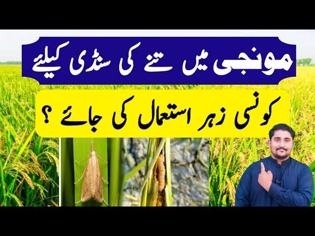 How to Control Stem Borer in Rice  | 100% Control Stem Borer in Rice || Apna Kisan Pakistan