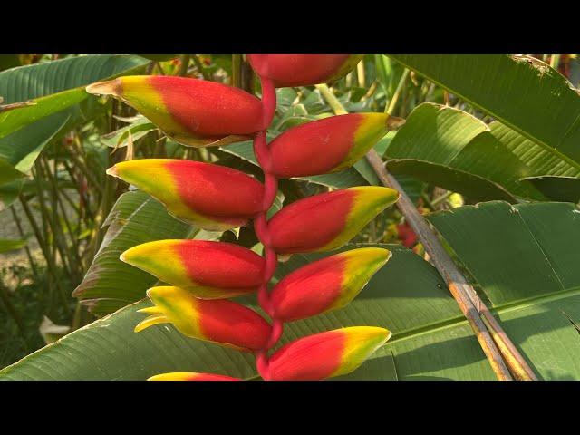 Guess the Name of this Unique Plant #shorts