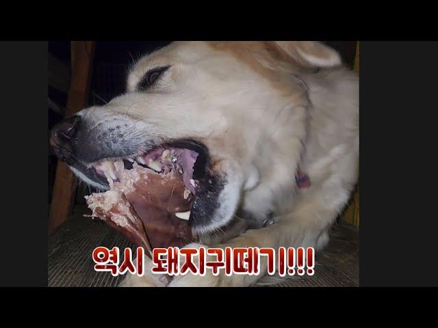 몽실이 최고의 간식은 돼지귀떼기