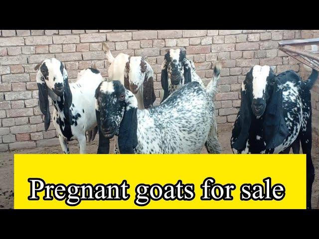 makhi chenii pregnant goats for sale ||Dhool Goat Farm