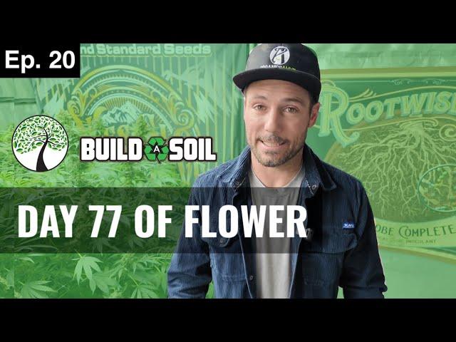 BuildASoil: DAY 77 OF FLOWER // THE BUILD A SOIL WAY  (Season 7, Episode 20)