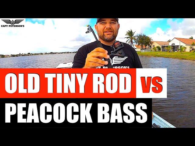 Cheap old TINY ROD VS Peacock Bass