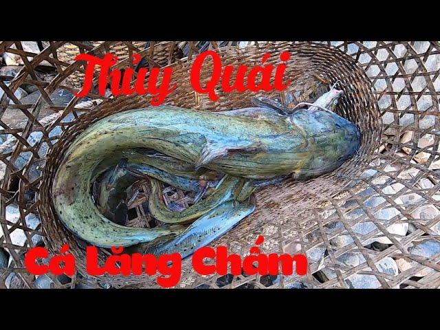 Thủy Quái Mắc Bẫy | Cá Khổng Tây Bắc  Poòng Văn Quỳnh