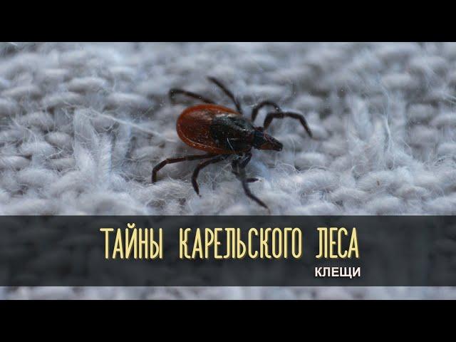 КЛЕЩИ | Тайны карельского леса