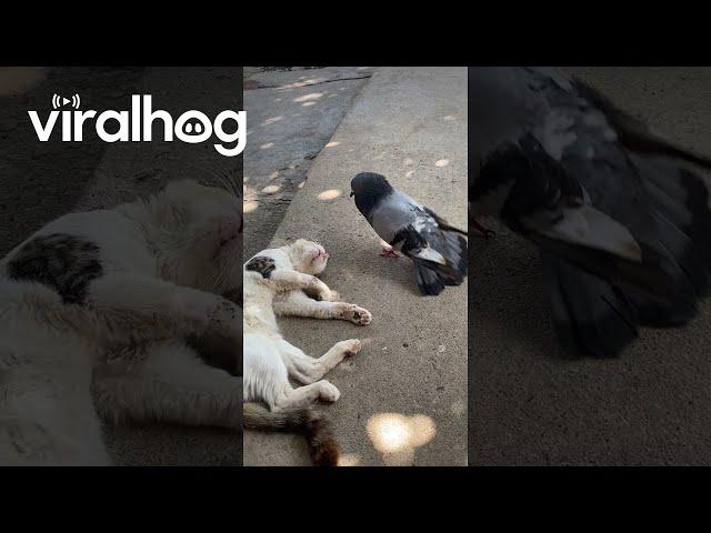 Pigeon Wakes Up Sleeping Cat || ViralHog