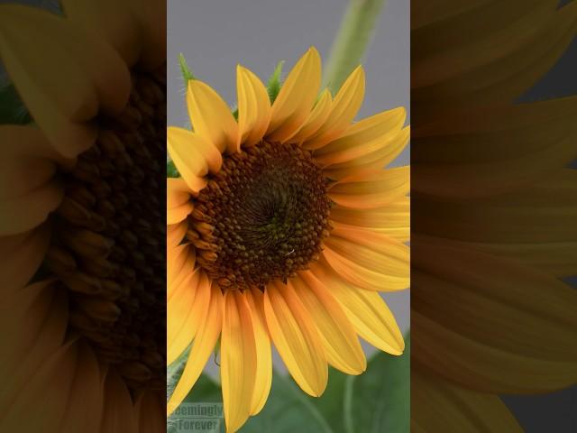 Sunflower  Time Lapse