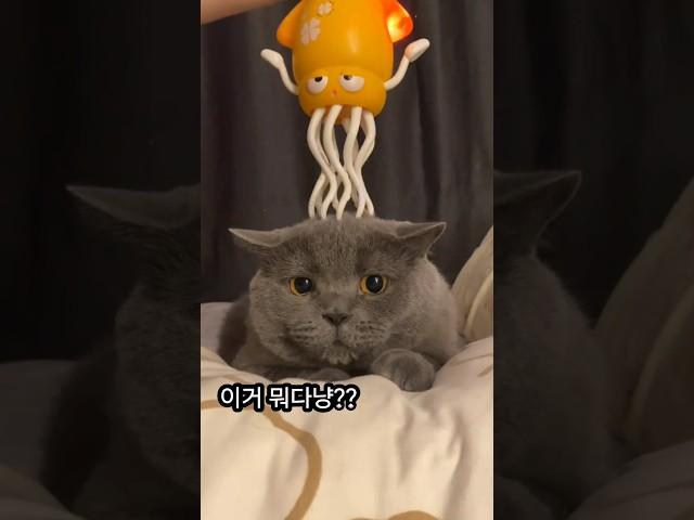안마기가 좋은 냥이 #cat #고양이 #cute