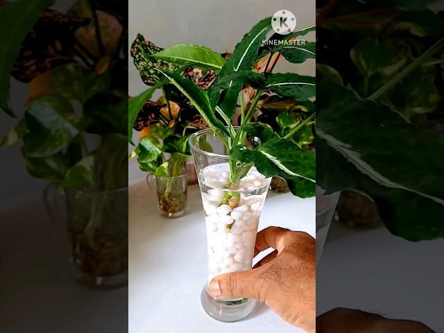 #shorts || DIY syngonium Plant #syngonium #pebbles #diy