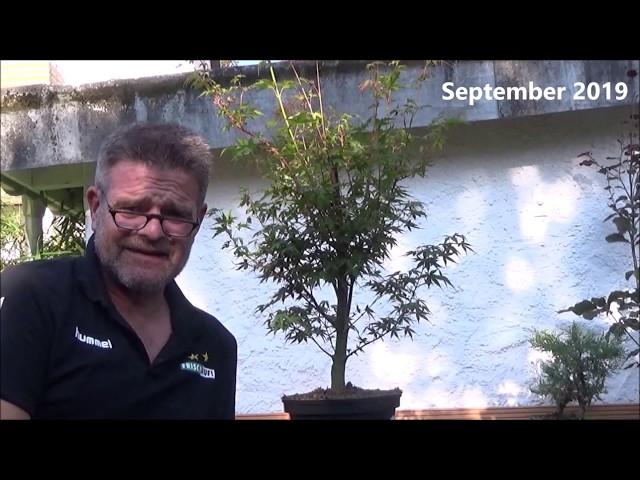 Bonsai 2020-13 - Acer - der nächste Ahorn geht auf die Reise