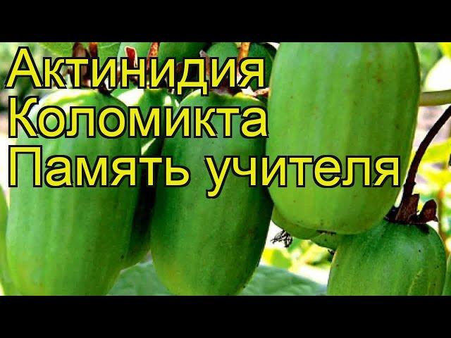 Актинидия коломикта Память учителя. Краткий обзор, описание характеристик, где купить саженцы