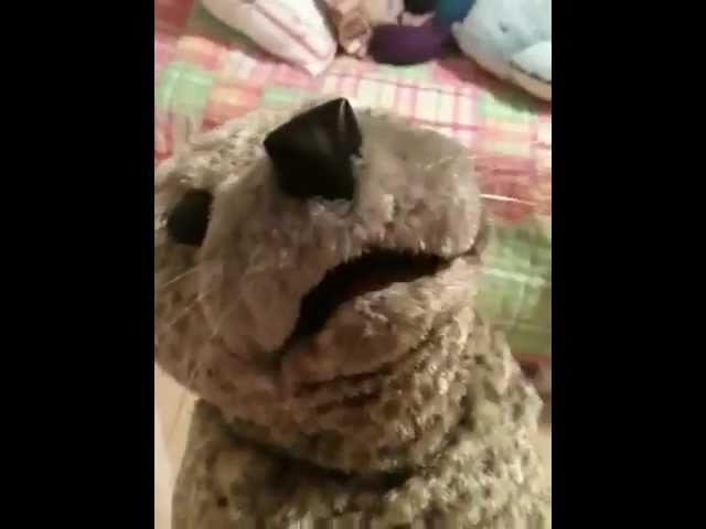 Random Singing Seal