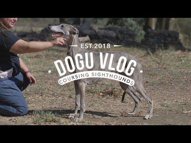 DOGU VLOG - LURE COURSING SIGHTHOUNDS