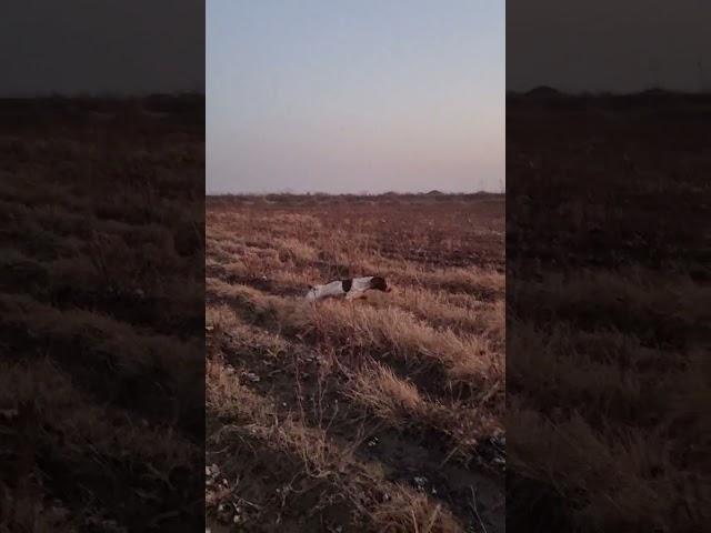 курцхаар стойка на фазана