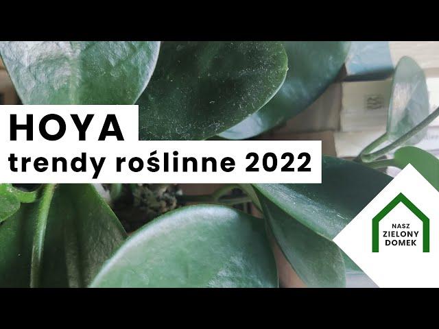 TRENDY roślinne 2022 | Modne rośliny | Jakie rośliny doniczkowe będą poszukiwane | HOYA - wax plant