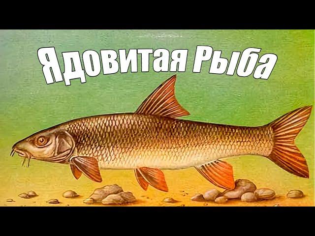 Опасная и ядовитая речная рыбы - Усач! Что за рыба и чем так опасна?