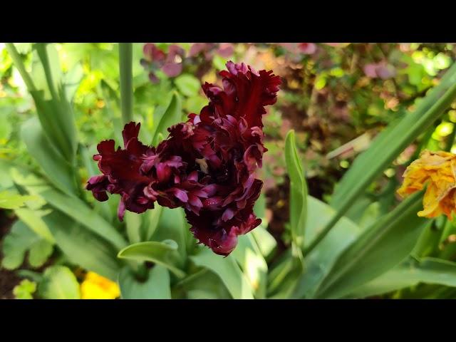 Garden of Aidan