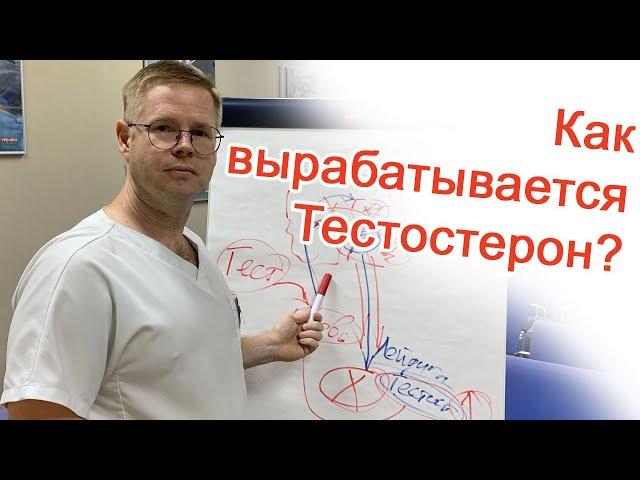 Как вырабатывается Тестостерон? / Доктор Черепанов