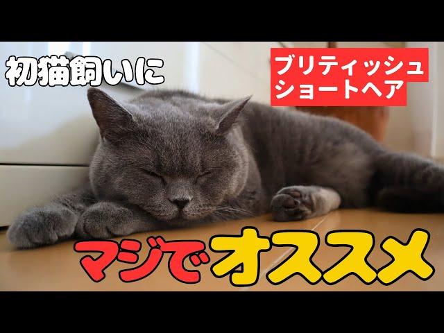 ブリティッシュショートヘアを初猫飼いにマジでオススメする理由／British Shorthair direkomendasikan untuk pemilik kucing pertama kali／