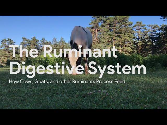 Ruminant Digestion