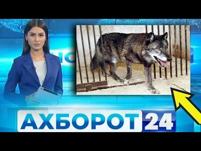 Мучизаи Аллохро бинед Гург сухан мегуяд